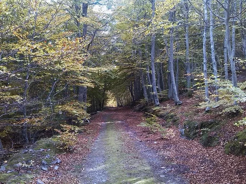 Hayedo del Moncayo