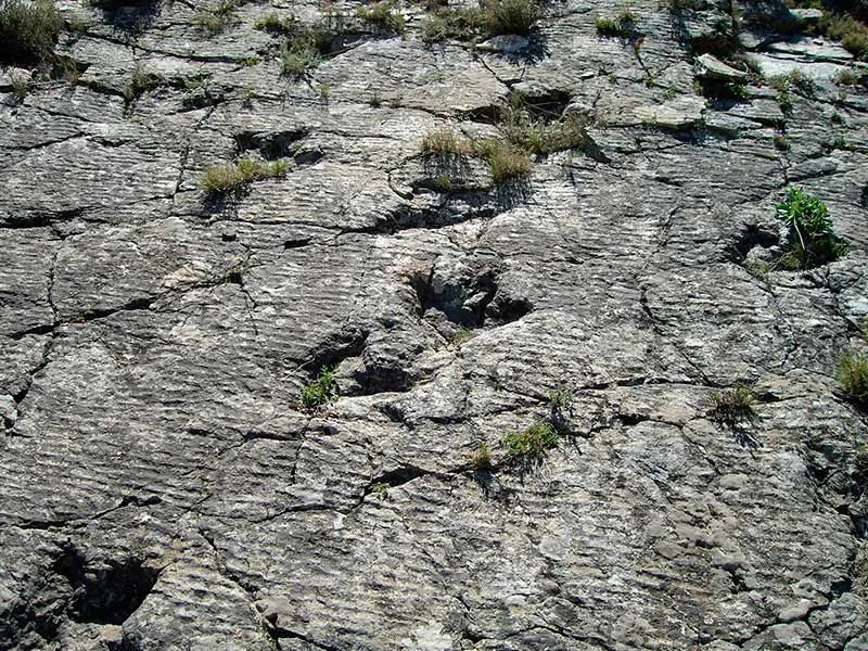 Ruta de dinosaurios